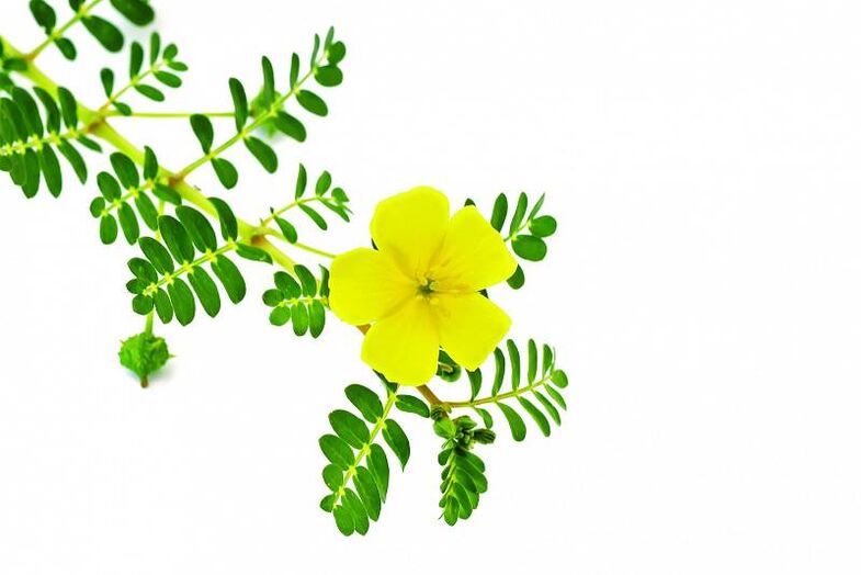 tribulus Insuvit kapslites